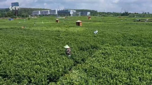 廣西橫州 品牌引領(lǐng)，茉莉花農(nóng)踏上致富路