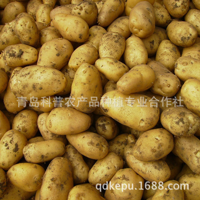新季優(yōu)質土豆 產地直供，新鮮營養(yǎng)的餐桌之選