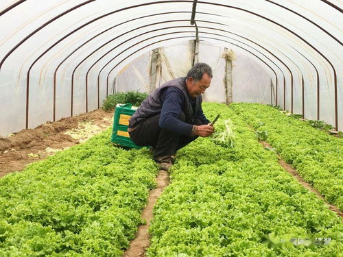 產銷對接顯成效 30噸滯銷蔬菜成功售出，畜產品購銷貿易同步拓展