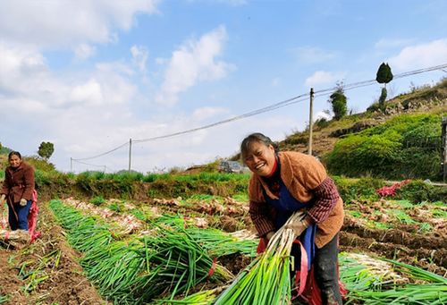 蔥郁龍坪，綠意滿“林”助農增收